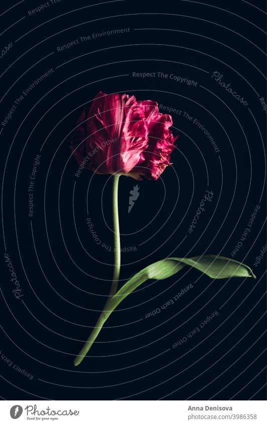 Strauß Pfingstrose Stil Tulpe Tag Haufen Blume Blumenstrauß purpur rosa Natur Frühling grün Muttertag 8. März schön Farbe Blüte Postkarte Sommer rot Geschenk
