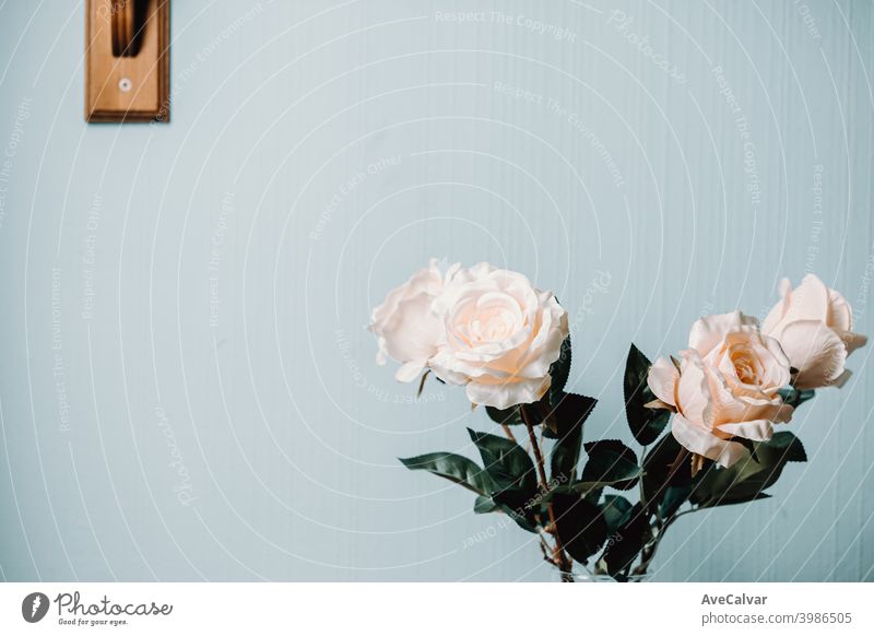 Eine weiße und rosa Rosen über eine blaue Wand mit Kopie Raum auf Minimalismus Konzept Rahmen Kunst Schreibtisch Anzeige Idee Layout Mutter Objekte nach oben