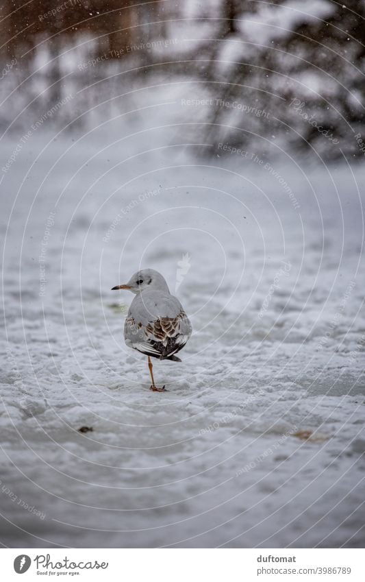 kleine Möwe steht auf zugefrorenem See im Winter Vogel Schnee einbeinig frieren kalt Frost Eis Natur Teich Raureif Makroaufnahme schneefall Außenaufnahme wetter