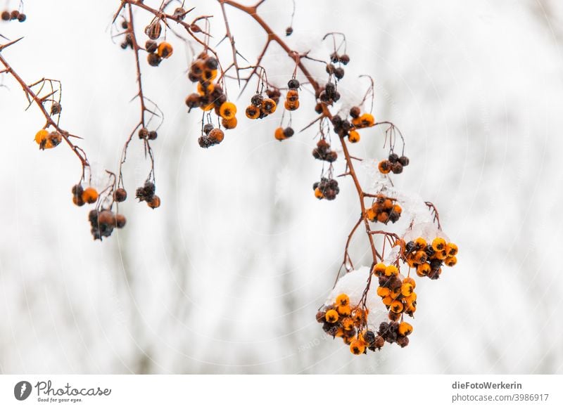 Reife und überreife orangene Beeren an einem Strauch mit Schnee und Eis Draußen Farben Fotografie Garten Hell Inhalt Natur Pflanze Selektive Farbe Sonstiges