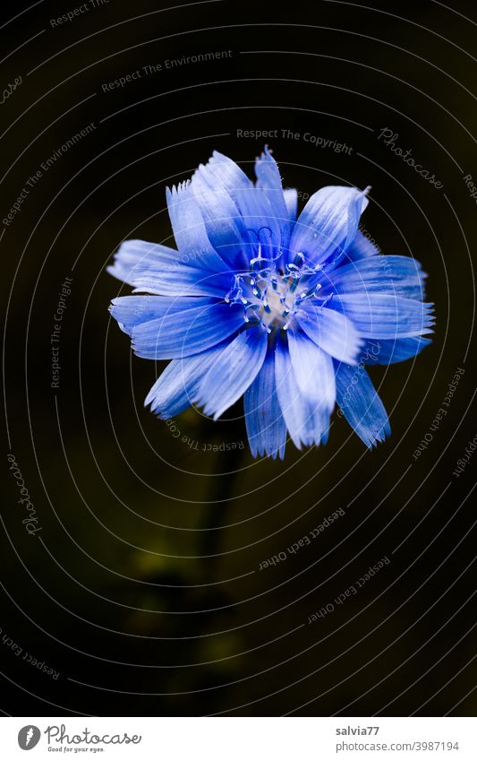 blaue Blüte vor schwarzem Hintergrund Blume Wegwarte Zichorie Cichorium Kontrast Freisteller Natur Hintergrund neutral Pflanze Makroaufnahme Duft Blühend