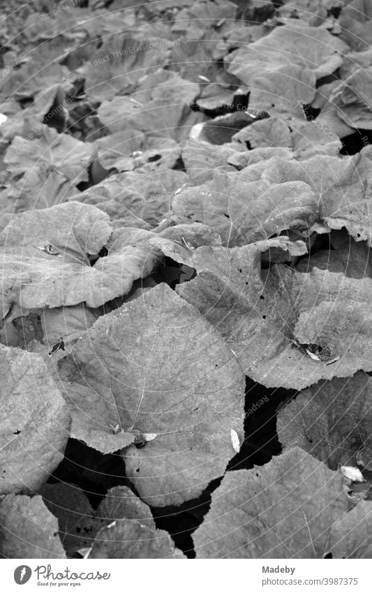 Wild wuchernde Blattpflanzen im Schlosspark Lütetsburg in Norden in Ostfriesland in Niedersachsen, fotografiert in klassischem Schwarzweiß Pflanze Blattform