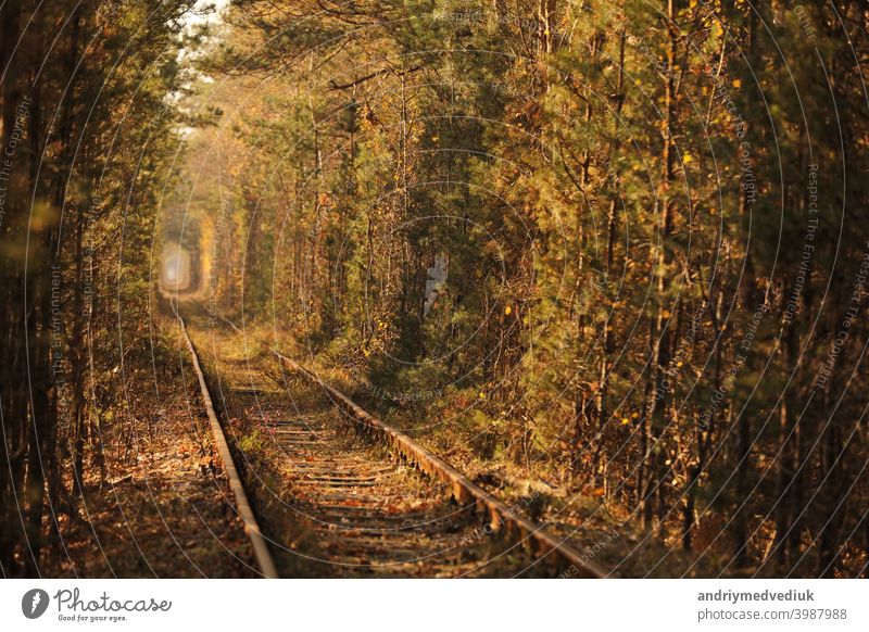 Herbst Herbst Tunnel der Liebe. Tunnel von Bäumen und Sträuchern entlang einer alten Eisenbahn in Klevan Ukraine gebildet. selektiven Fokus Stollen klevan