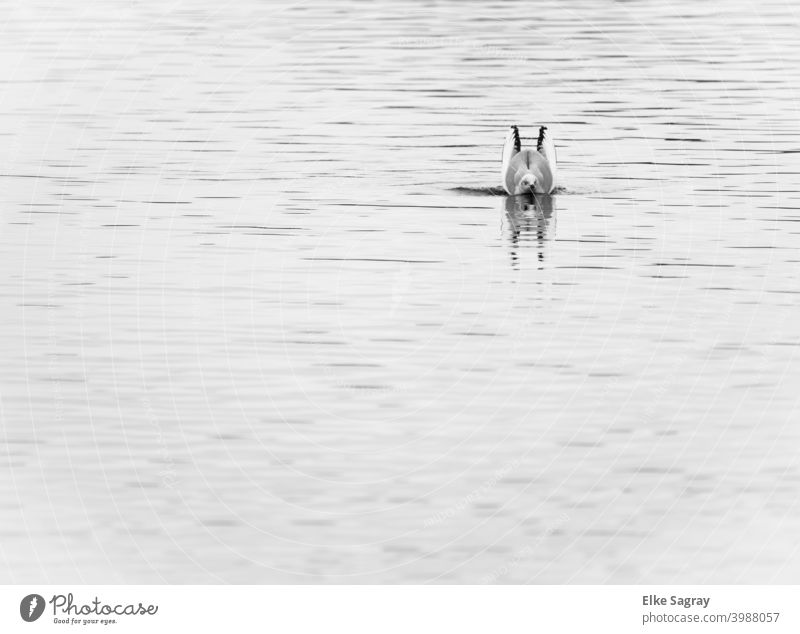 Können Hasen schwimmen .... #möwe#aussenaufnahme#wasser#minimalismus Schwarzweißfoto Wasser Vogel Tier Menschenleer Natur