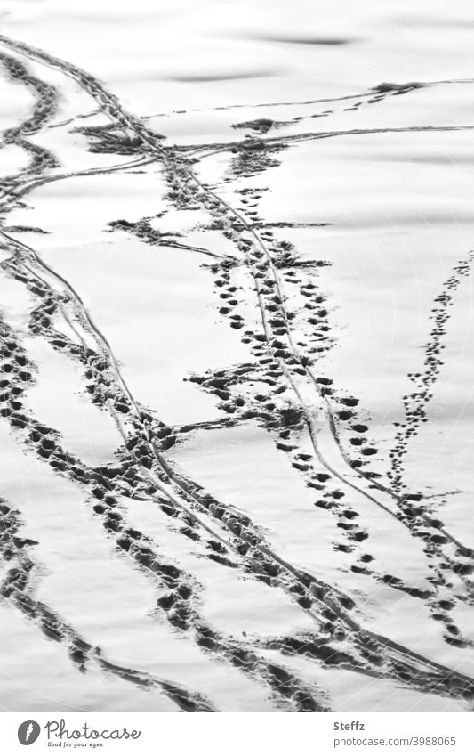 Spuren im Schnee Schneespuren Spurenlesen Fußspuren Spurensicherung tiefer Schnee winterlich Deutung rätselhaft verwirrend quer durch durcheinander Fährte
