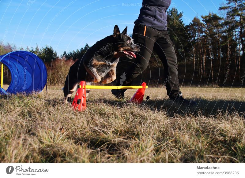 Hunde-Agilität Beweglichkeit Sport springen Reinrassig Rassehund Australian Cattle Dog Partnerschaft im Freien Hürde Stollen Aufregung Säugetier Hunderasse