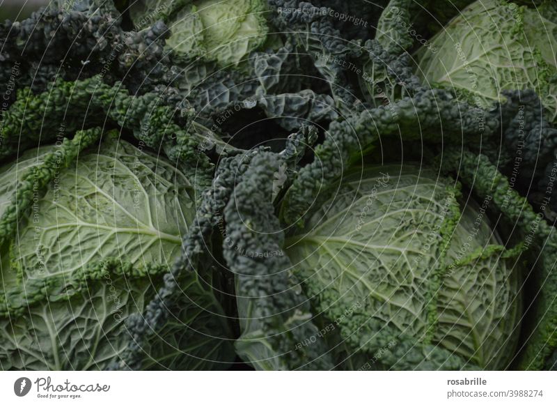 Da haben wir den Salat  | oder doch lieber Wirsing? Kohl grün Grünzeug vegetarisch gesund Nahrung essen Essen Ernährung Gemüse Gemüseanbau gesunde Ernährung