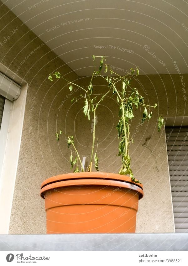 Vergessene Tomatenpflanze balkon blumentopf dürre trocken vertrocknet wohnen wohngebiet tomate tomatenpflanze blatt mauer ecke nische welk verwelkt