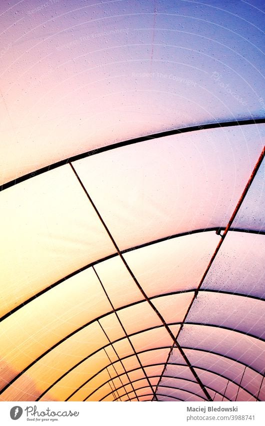 Gewächshausabdeckung aus Kunststoff mit rostigem Rahmen bei Sonnenuntergang. Dach Deckung Industrie Tropfen Tröpfchen farbenfroh purpur gelb abstrakt