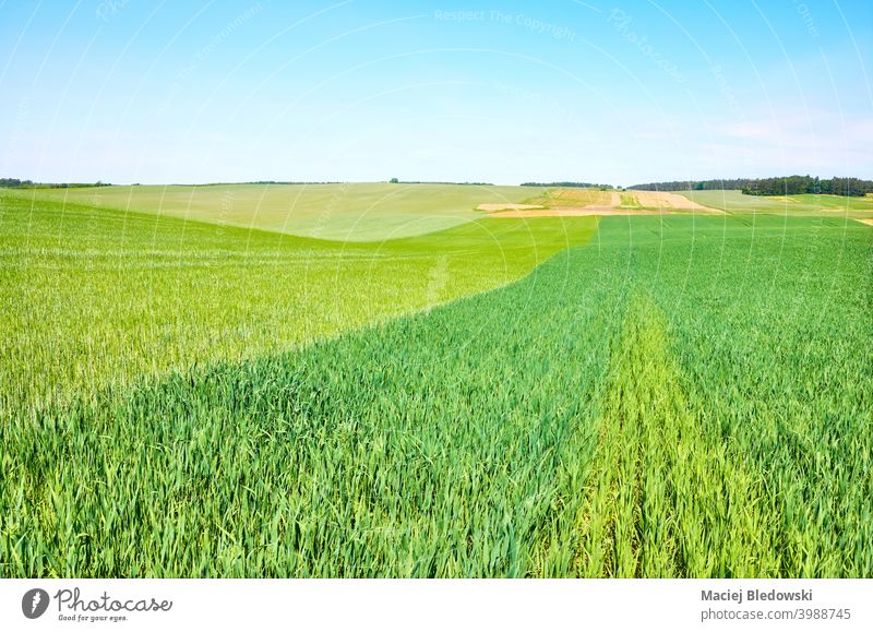 Grünes Getreidefeld an einem sonnigen Tag, Agrarlandschaft. Feld Landschaft Ernte grün Natur Wachstum Landwirtschaft ländlich Ackerbau Horizont Gras Himmel
