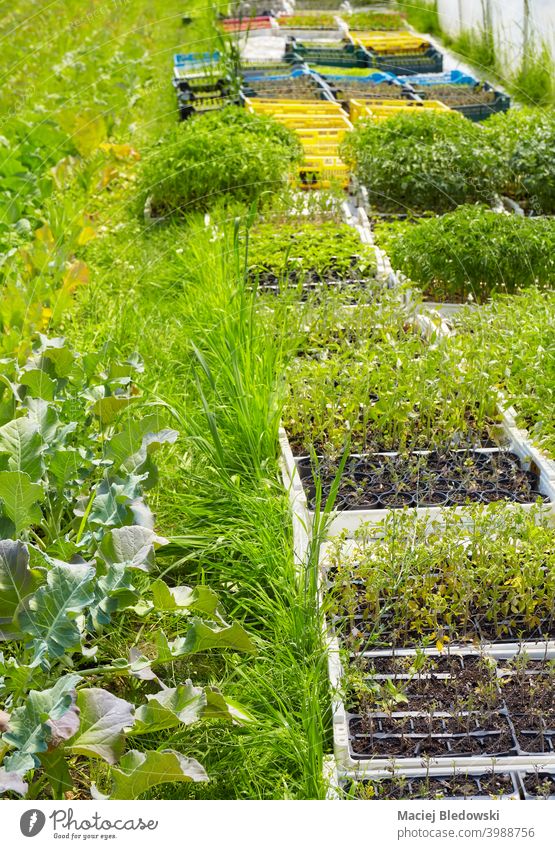 Setzlinge in Kisten auf dem Bio-Gemüsehof. Bauernhof organisch Keimling Natur Wachstum Pflanze Landwirtschaft Ackerbau Garten Gartenarbeit grün natürlich
