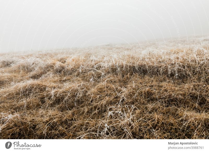 Vereistes Gras an einem nebligen Wintermorgen in den Bergen Hintergrund schön braun kalt Landschaft bedeckt Morgendämmerung Umwelt Feld Nebel Frost gefrostet