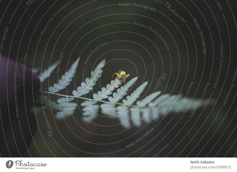 winzige gelbe Spinne auf Farnblatt Hintergrund schön Schönheit Biologie botanisch Botanik Ast Haufen Buchse dekorativ Detailaufnahme Umwelt exotisch Wurmfarn
