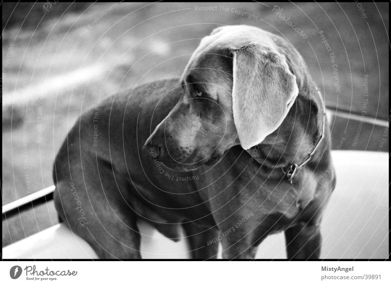 sitz Hund Weimaraner außergewöhnlich sitzen Schwarzweißfoto menschennachahmend