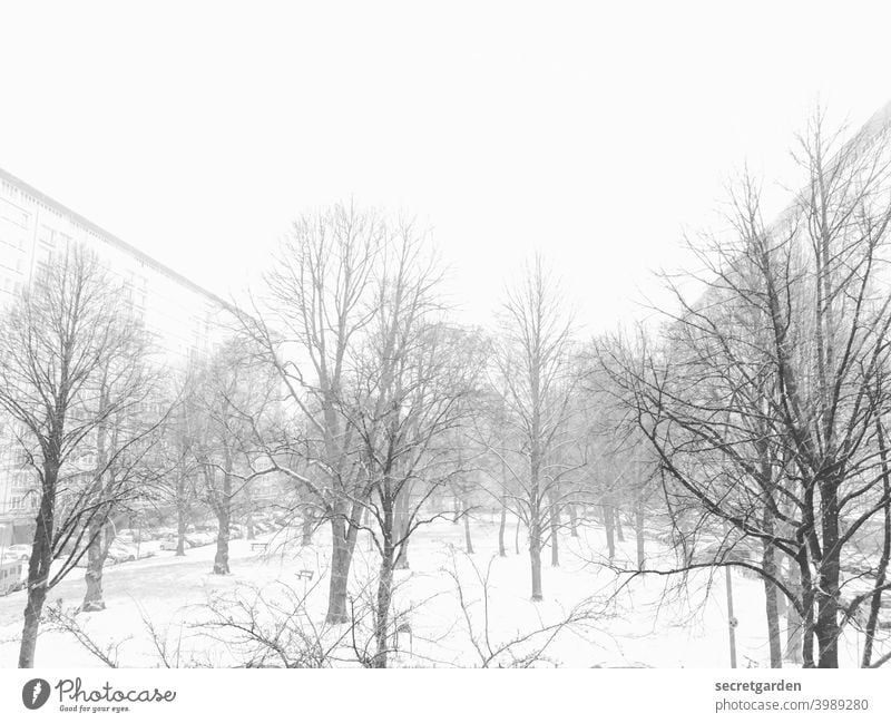 Winterwonderland! Schnee Schneelandschaft Schneefall Außenaufnahme kalt Frost Eis Natur Baum Landschaft Menschenleer weiß Tag Umwelt Wetter Winterstimmung