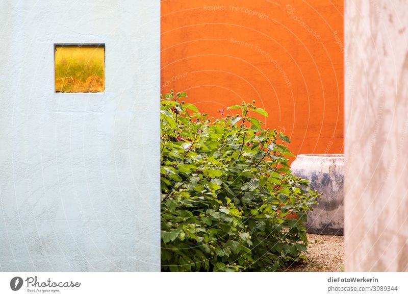 Blick in einen mediterranen Innenhof Garten architektur Farben Natur pflanze Zauberstab orange Grün Farbfoto natürlich leben Sommer Detailaufnahme