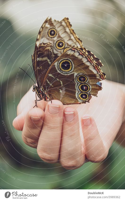 Ein Schmetterling sitzt auf einer Hand Schmetterlingshaus Flügel Nahaufnahme Tier Farbfoto Gedeckte Farben Tag Makroaufnahme Außenaufnahme