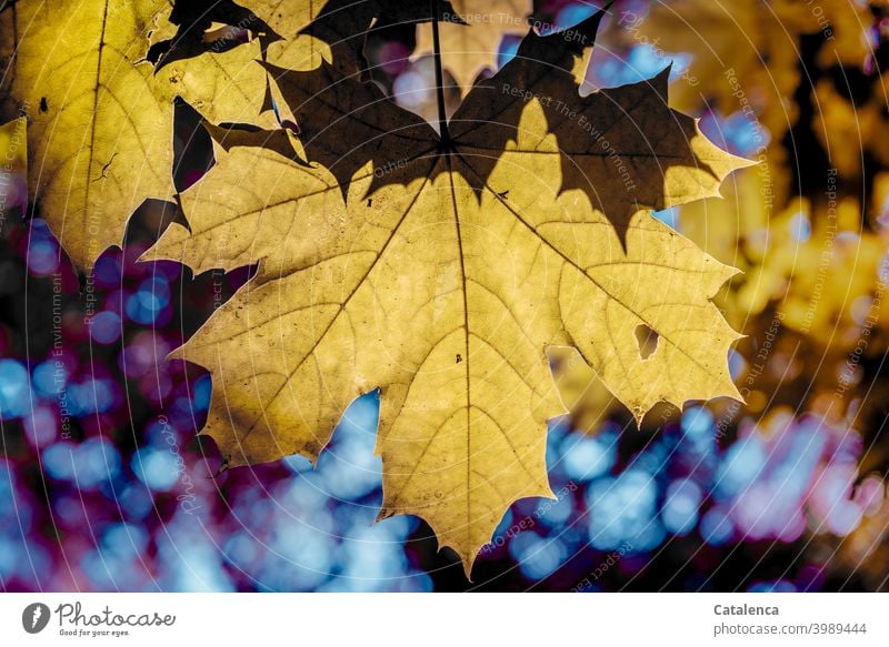 Ahornblätter im Herbst Natur Flora Pflanze Baum Blatt Ahornblatt Jahreszeit Himmel Tag Tageslicht herbstlich Wandel & Veränderung verwelken Vergänglichkeit Gelb