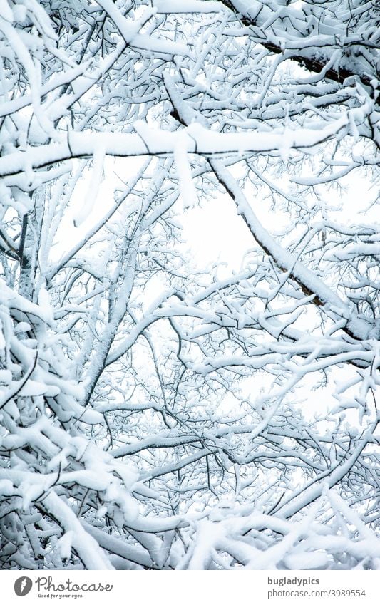 Schwer beladen Äste Äste und Zweige Bäume Schnee schneebedeckt schneebeladen Zweige u. Äste Baum Ast Winter Winterwald oben Blick nach oben weiß kalt Frost