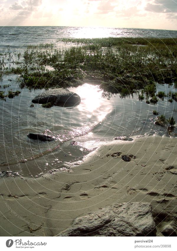 Emmerlev Strand Meer Wasserpflanze Reflexion & Spiegelung Licht Sand Stein Pflanze Sonne