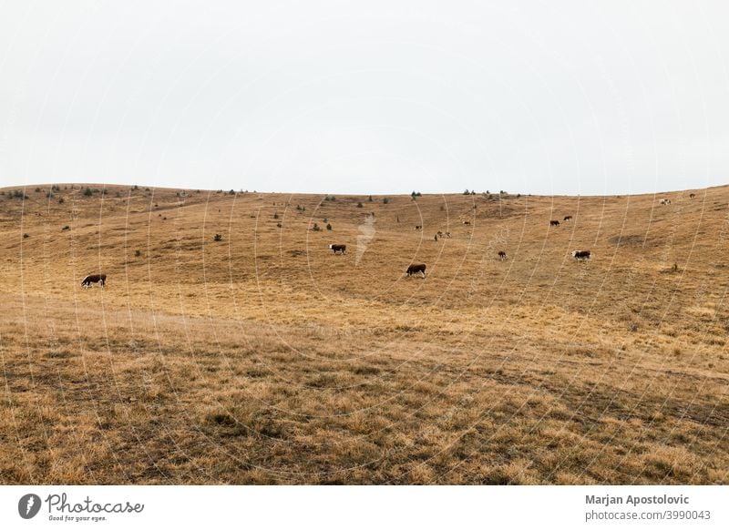 Herde von Kühen auf einer Wiese im Herbst Morgen Tier Tiere Rindfleisch züchten braun Wade Land Landschaft Kuh Molkerei Tag heimisch Europa fallen Bauernhof