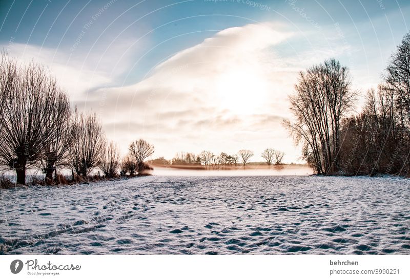 wintermorgen Farbfoto ruhig Umwelt Landschaft Himmel frieren gefroren Raureif Jahreszeiten Frost Natur Wiese Feld Bäume stille Wetter Menschenleer Baum Idylle