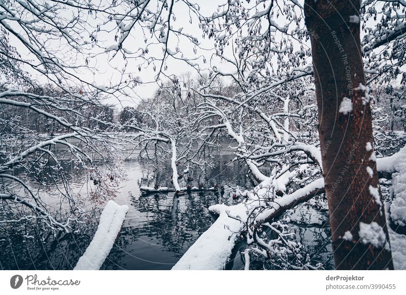 Winterlicher Karpfenteich im Treptower Park Naturphänomene Gefahr einbrechen Städtereise Sightseeing Naturwunder gefroren Frost Eis Naturerlebnis