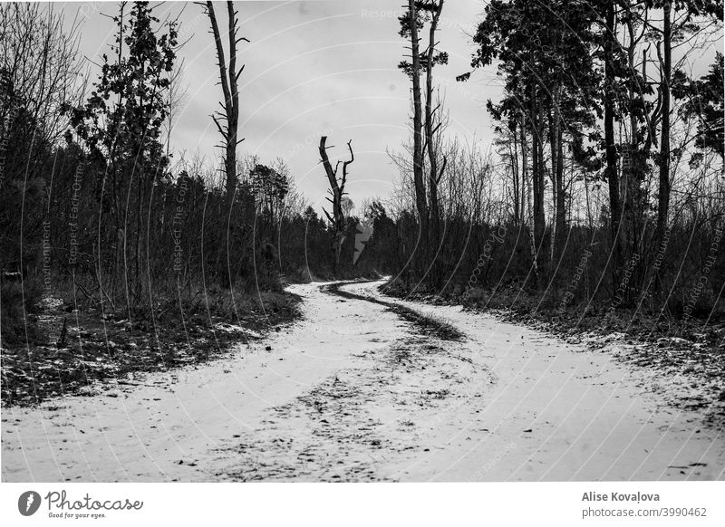 Schwarz und weiß Straße in den Wäldern Schwarz-Weiß-Foto Bäume Wald alter Wald Wald in Lettland Winter verschneite Straße