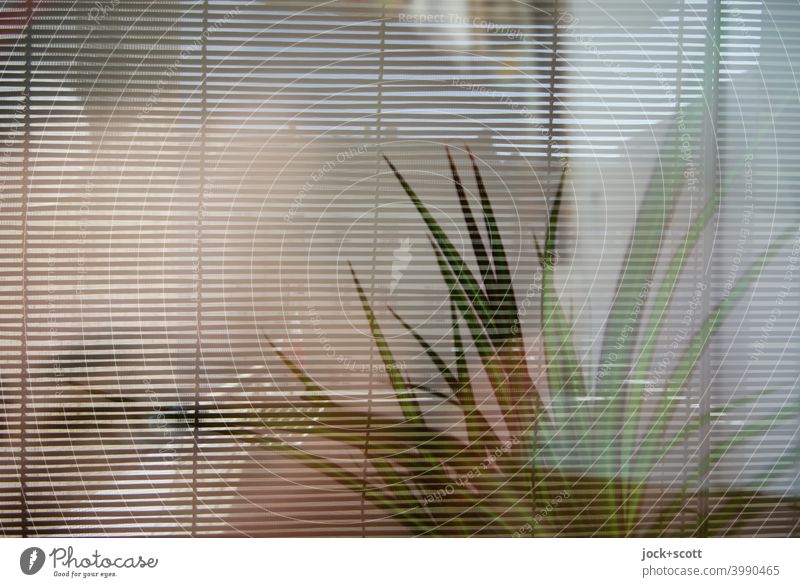 Fensterrollo und Zimmerpflanze Bambusrollo Grünlilie Fensterscheibe Doppelbelichtung Sichtschutz Dekoration & Verzierung Silhouette Tageslicht Lifestyle
