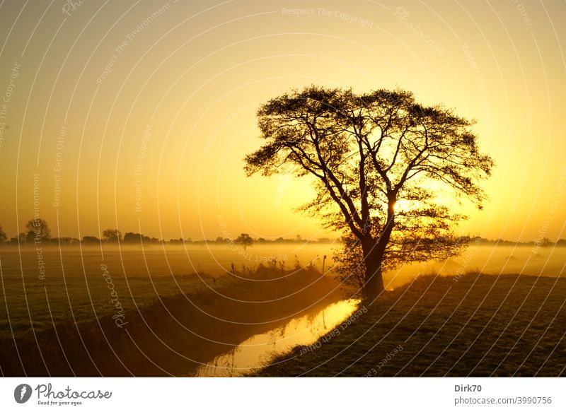 Sonnenaufgang mit Bach, Baum, Wiese und leichtem Nebel einzeln einzelner Baum Silhouette Sonnenaufgang - Morgendämmerung morgenlicht Sonnenlicht Gegenlicht