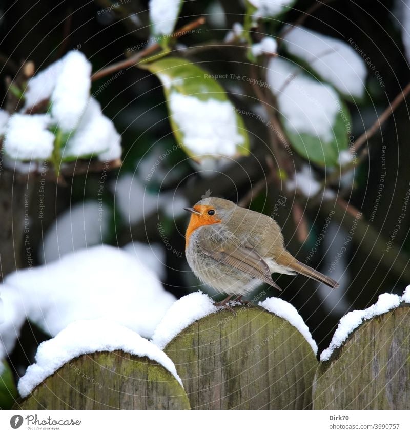 Rotkehlchen auf dem Gartenzaun im Schnee Vogel Singvogel aufgeplustert kalt Kälte Zaun schneebedeckt Winter winterlich Frost frostig frieren rund aufplustern
