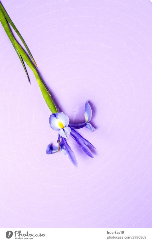 Blaue Lilien Blume Hintergrund mit Kopie Raum blau purpur Gremanische Schwertlilie Blumen geblümt Textfreiraum schön Natur Frühling Blüte Pflanze Schönheit