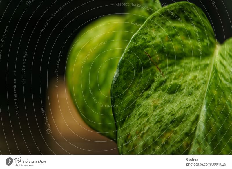 Detailaufnahme von Blättern einer Efeutute Pflanze Blatt grün Menschenleer Farbfoto Grünpflanze Wachstum Kletterpflanzen Natur natürlich Zimmerpflanze Ranke