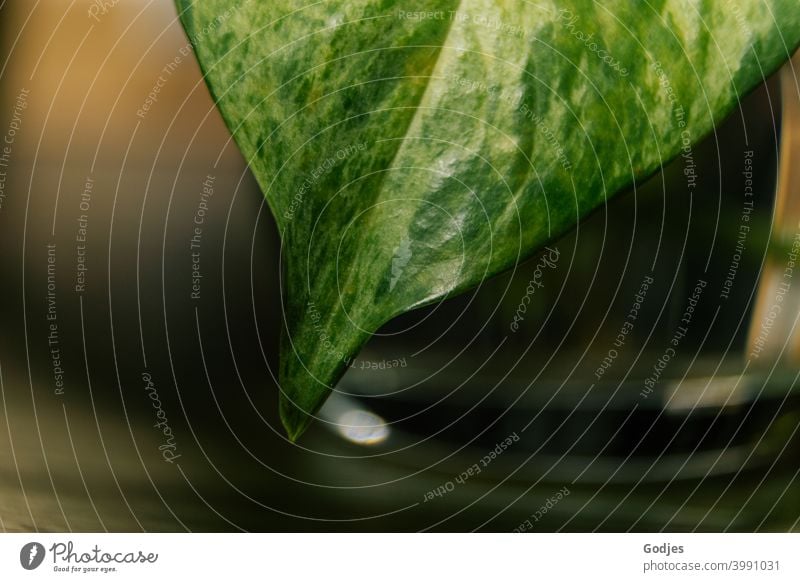 Detailaufnahme Blattspitze einer Efeutute Pflanze grün Natur Farbfoto Menschenleer Kletterpflanzen Ranke Grünpflanze Wachstum bewachsen Wildpflanze