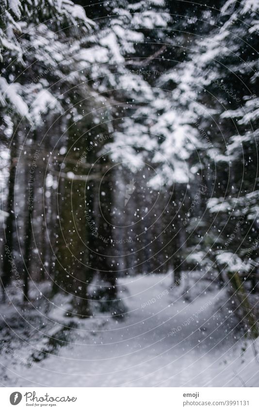 Schneeflocken im Wald im Winter winter schnee grau trist weiss kalt kühl düster Baum Bokeh Schneefall unscharf Unschärfe fokus
