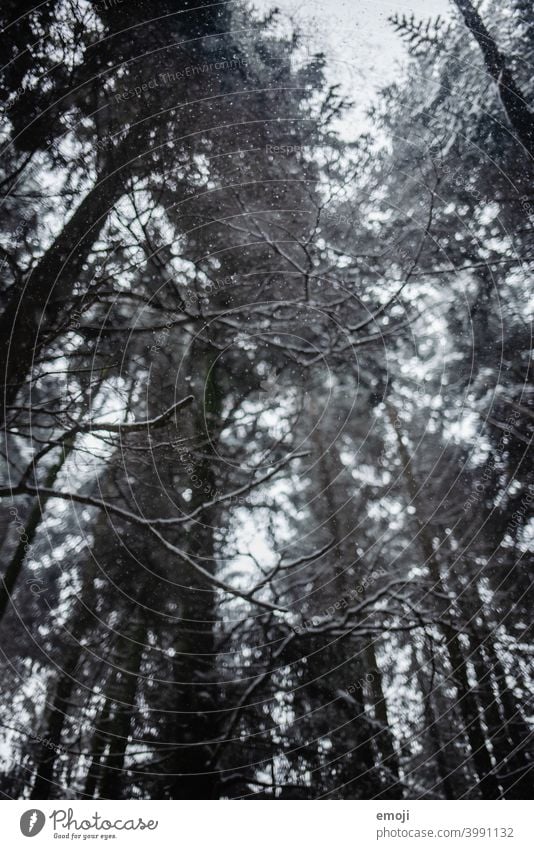 Schneeflocken im Wald im Winter winter schnee grau trist weiss kalt kühl düster Baum Bokeh Schneefall Regen