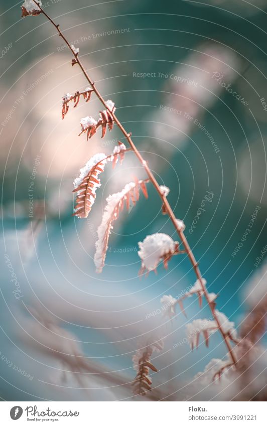 Ausgetrocknete Pflanze von Schnee bedeckt Natur Winter zart Farn Farnblatt vertrocknet weiß kalt Kälte Klima Wetter Blatt Außenaufnahme Farbfoto menschenleer