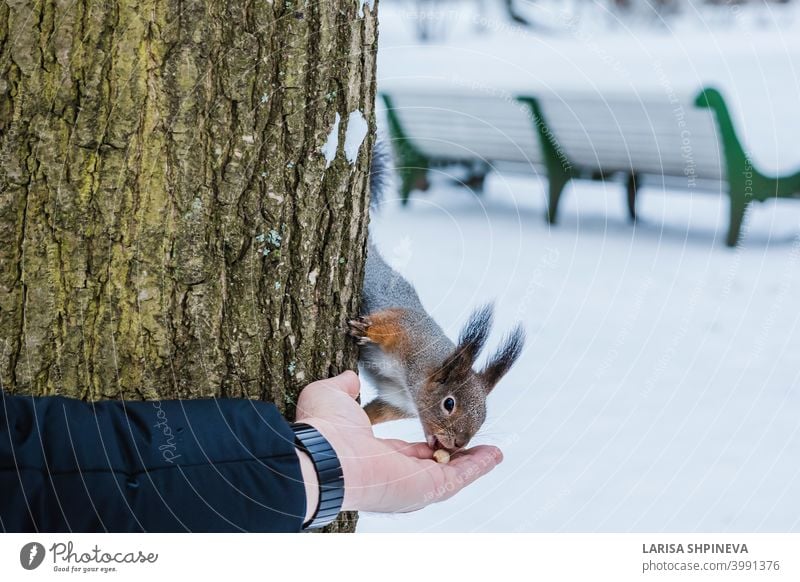 Neugierig Eichhörnchen sitzt auf Baum und isst Nüsse aus der Hand im Winter verschneiten Park. Winter Farbe des Tieres. neugierig wild Natur Tierwelt niedlich