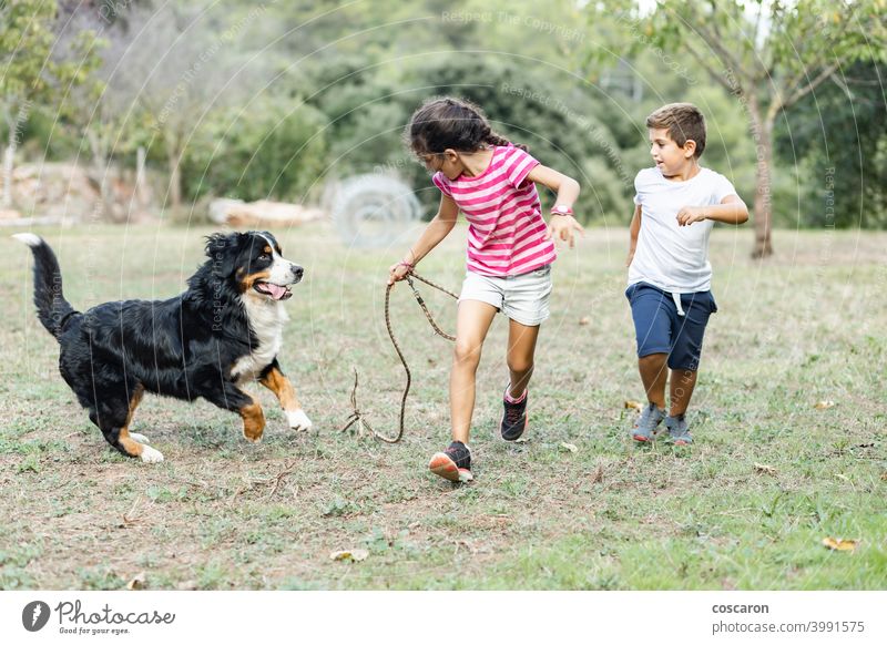Zwei Kinder laufen und spielen mit einem Sennenhund aktiv Tier attraktiv Berner Border Collie Pflege Freizeitkleidung Kaukasier heiter Kindheit Hund