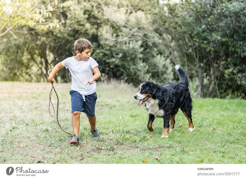 Kleiner Junge spielt mit einem Sennenhund im Freien aktiv Herbst schwarz braun Tierpflege Kaukasier Kind Kindheit niedlich Hund fallen Feld frei Freiheit Freund