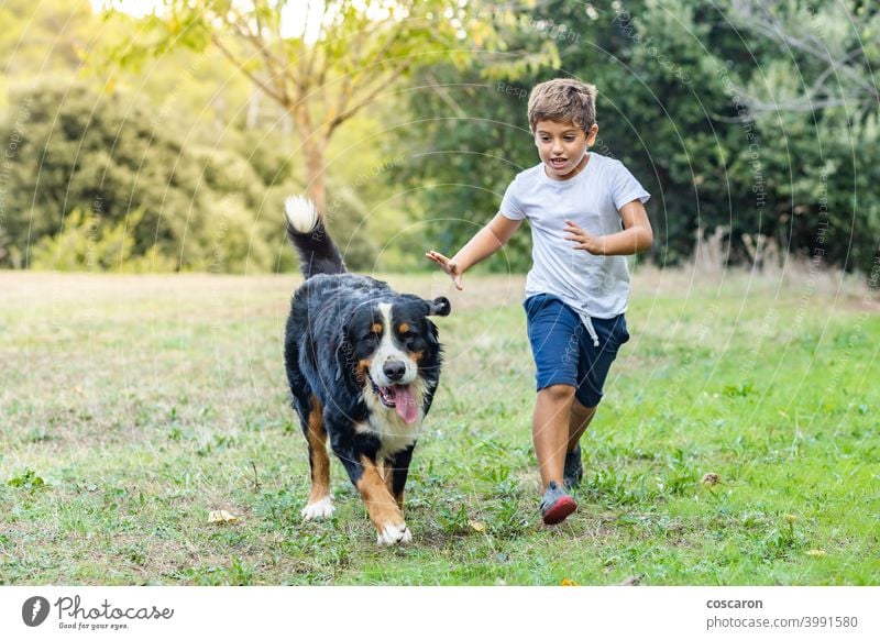 Kleiner Junge spielt mit einem Sennenhund im Freien aktiv Herbst schwarz braun Tierpflege Kaukasier Kind Kindheit niedlich Hund fallen Feld frei Freiheit Freund