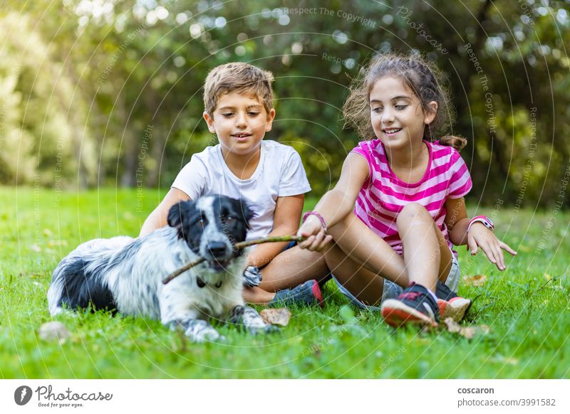 Zwei Kinder spielen mit einem Border Collie auf einem Feld Tier attraktiv Berner Pflege Freizeitkleidung Kaukasier heiter Kindheit Hund Hundetherapie Freund