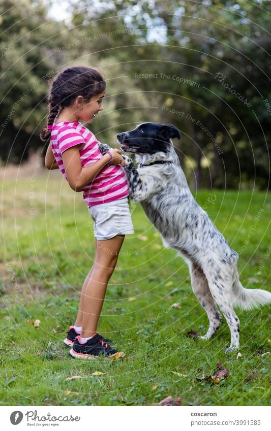 Junges Mädchen mit einem Border Collie auf einem Feld Aktivität Tier Hintergrund schön blond Borte Kaukasier kaukasisches Mädchen Kind Kindheit Kinder niedlich