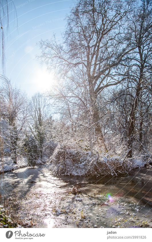 der winter auf kurzbesuch. Winter Sonne Gegenlicht Schnee Eis Sonnenlicht Sonnenstrahlen Frost Baum Natur kalt Schönes Wetter Tag Himmel Menschenleer