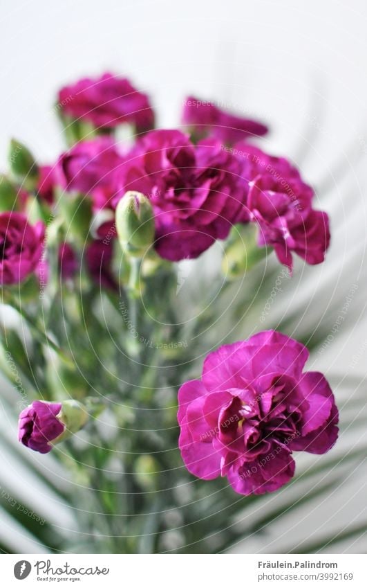 Pinke Nelke vor weißem Hintergrund lila violett Frühling Blume Pflanze floral Strauß Blumenstrauß bouquet Dekoration bunt Blüte Natur Sommer Garten blühend