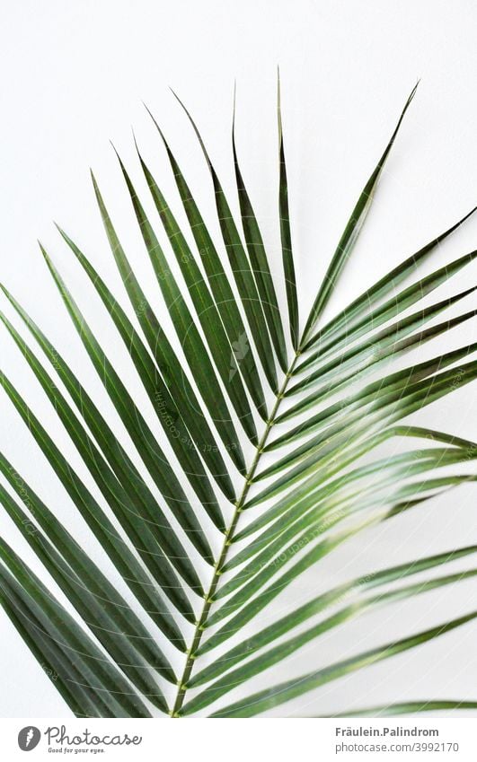 Pflanze vor weißem Hintergrund floral botanik natur grün Dekoration Freisteller zart Palme Farn Blatt Karibik