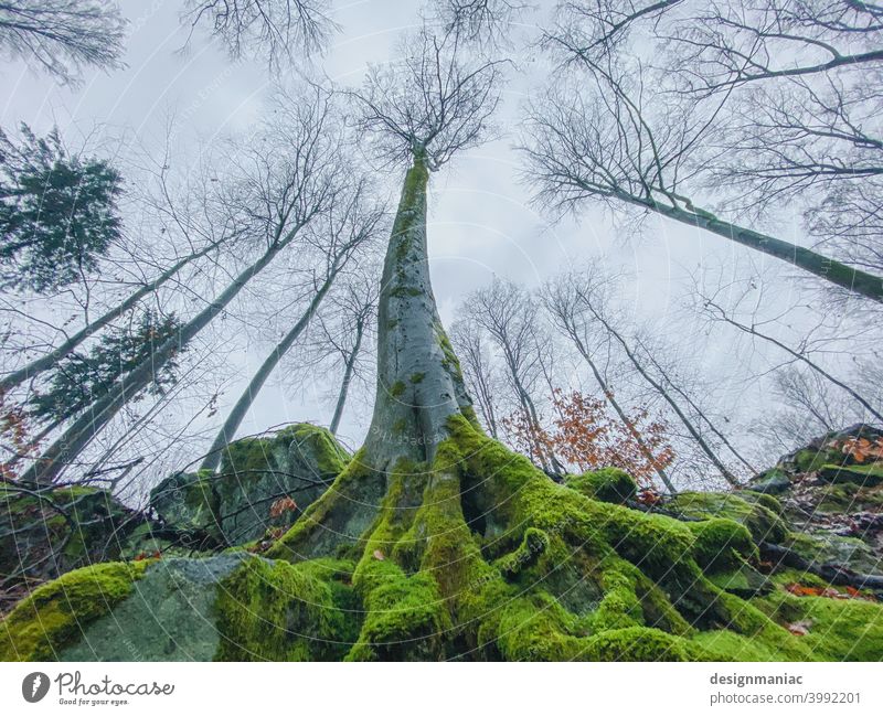 Yggdrasil Baum Moos Wurzel gebogen Wald Lichtung blattlos Blätter Äste Außenaufnahme Pflanze Menschenleer Landschaft Farbfoto Umwelt Natur Herbst Winter grün