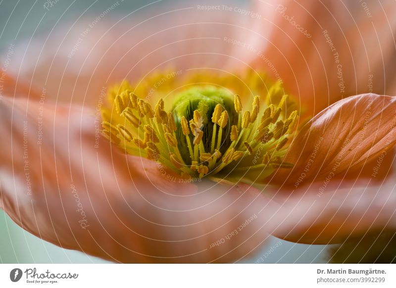 Stempel und Blüte des Islandmohns (Papaver nudicaule), Mohngewächse (Papaveraceae). Isländischer Mohn Staubblätter Unschärfe Gartenform
