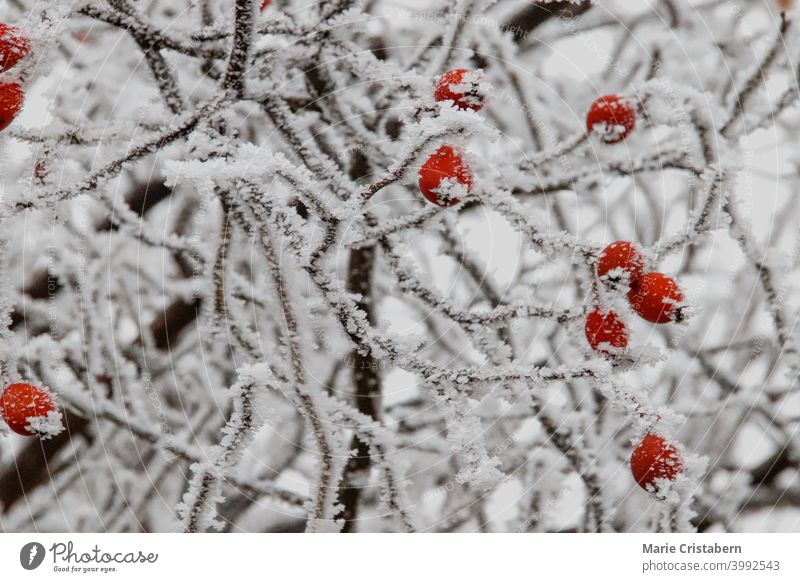 Mit Frost bedeckte Hagebutten vor einer winterlichen weißen Kulisse Winterlandschaft saisonale Umstellung Textfreiraum rot Heilpflanzen Gesundheit Kräuterbuch