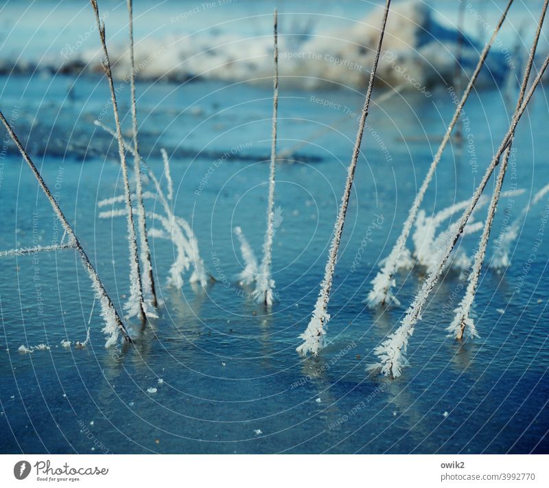 Kalte Füße Pflanze Wildpflanze Eis Frost Umwelt Winter stachelig nah kalt Zweig Eiskristall gefroren Farbfoto Außenaufnahme Strukturen & Formen Detailaufnahme